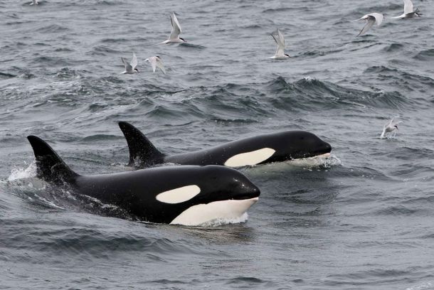 Avistamiento de ballenas Snæfellsnes