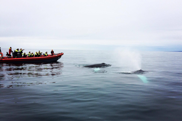 Lancha RIB Húsavík