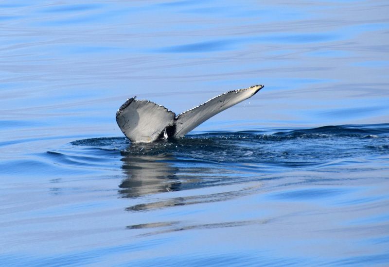 Avistamiento de ballenas Reikiavik
