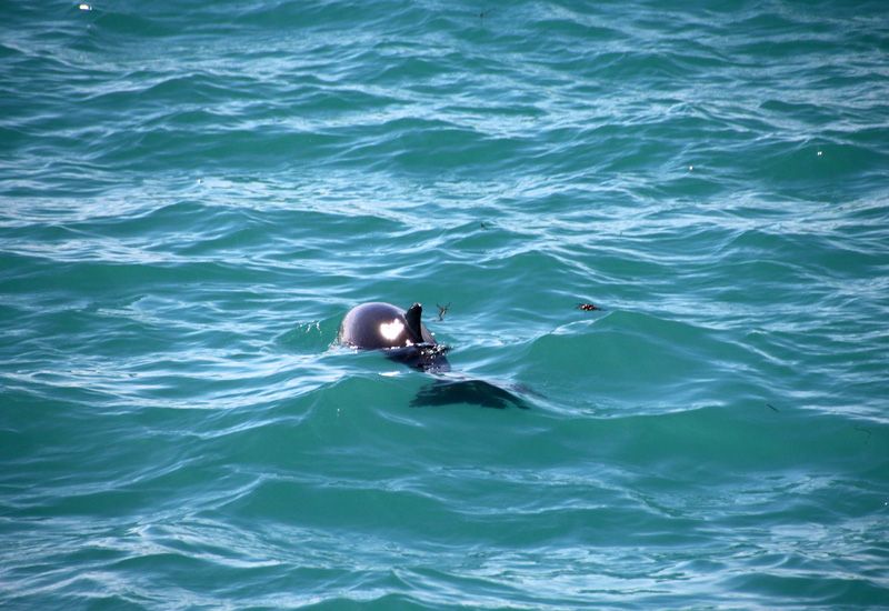 Excursión ballenas Islandia