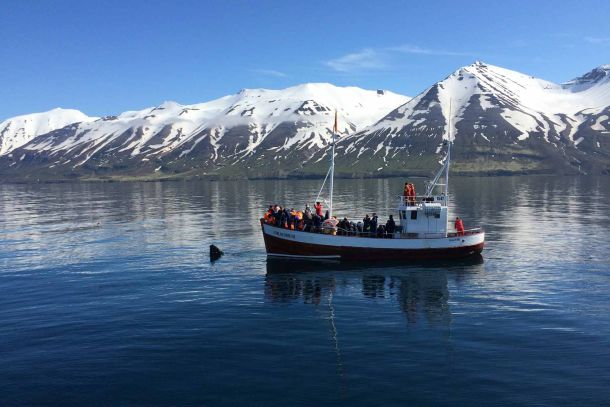 Avistamiento de ballenas en Dalvik