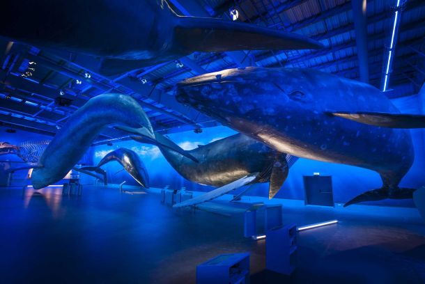Whales of Iceland Reikiavik