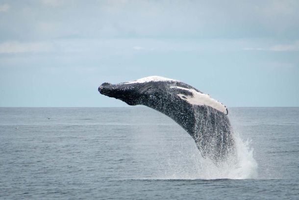 Avistamiento de ballenas en Reikiavik