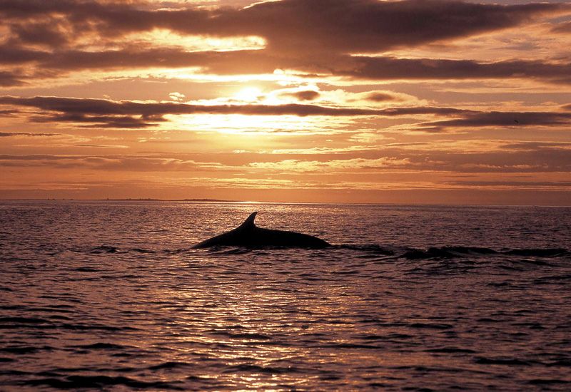 Ballenas en el norte de Islandia