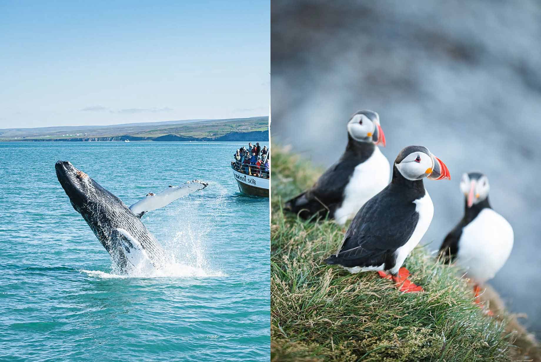 Ballenas y frailecillos