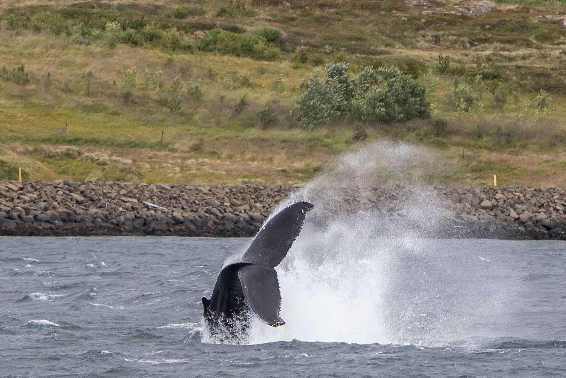 Avistamiento de ballenas Hólmavík