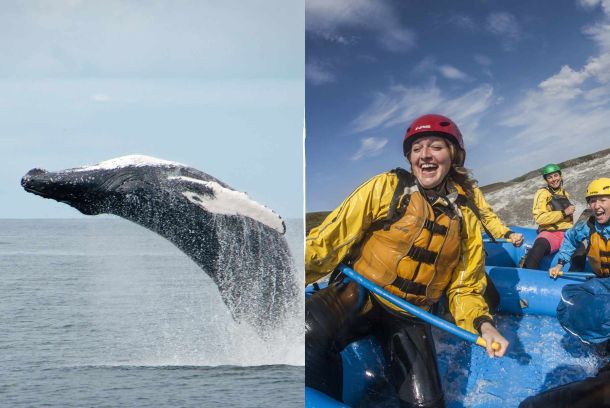 Avistamiento de ballenas y rafting en el río Islandia