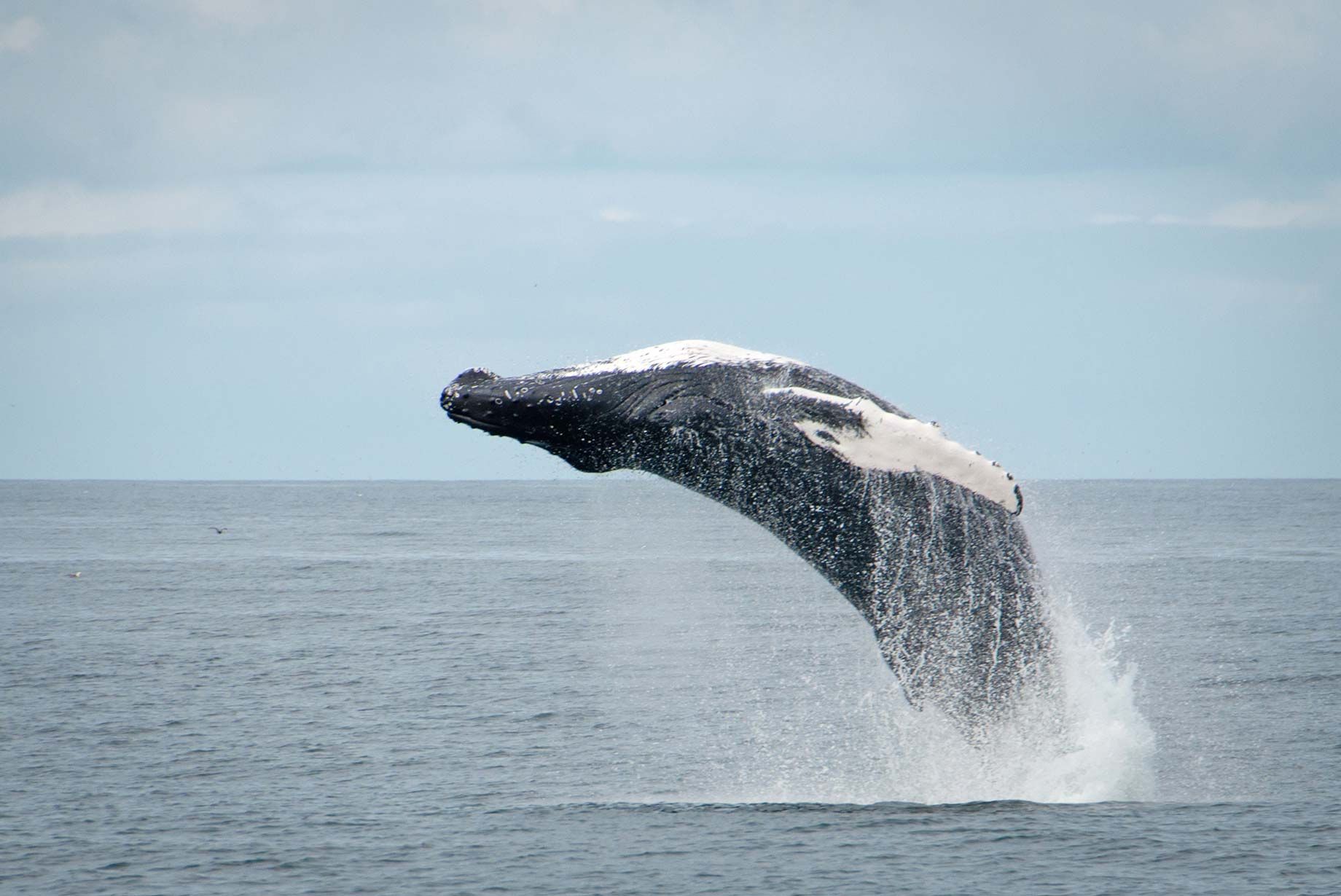 Avistamiento de ballenas en Reikiavik