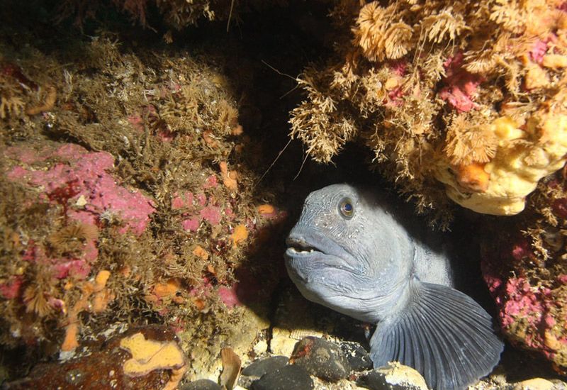 Aventura submarina Strýtan