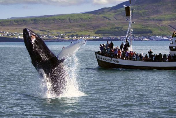 Avistamiento de ballenas en Húsavík